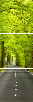 Von Bäumen gesäumte Allee